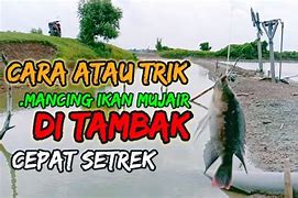 Trik Nembak Ikan Mujair